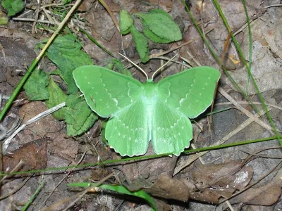 Geometra papilionaria