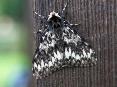 Lymantria (Lymantria) monacha