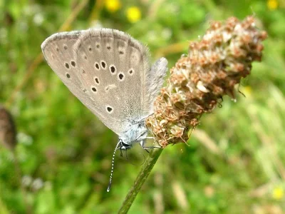 Phengaris alcon