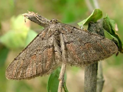 Agriopis bajaria