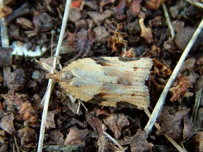 Clepsis spectrana