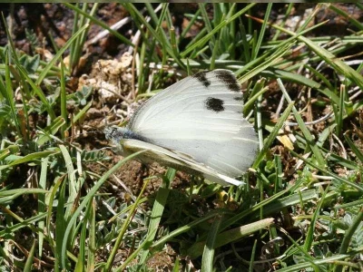 Pieris (Artogeia) krueperi