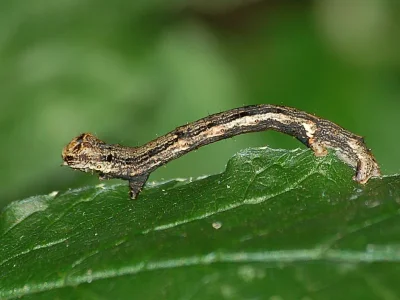 Ectropis crepuscularia
