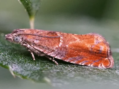 Epinotia tenerana