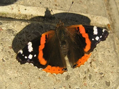 Vanessa atalanta