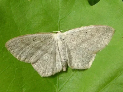 Scopula (Scopula) nigropunctata