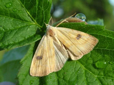 Rivula sericealis