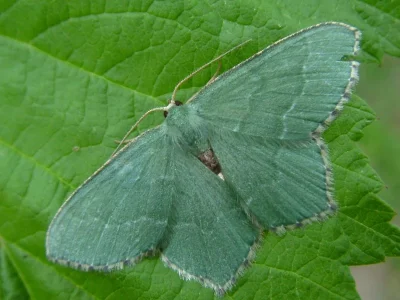 Hemithea aestivaria
