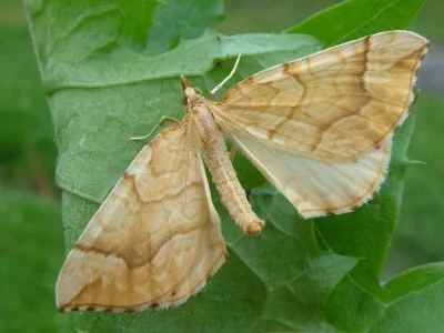 Eulithis mellinata