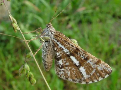 Bupalus piniaria