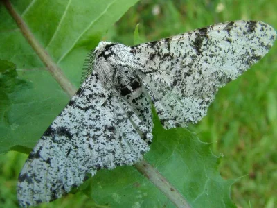 Biston betularia