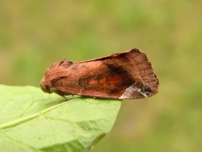 Cosmia (Calymnia) pyralina