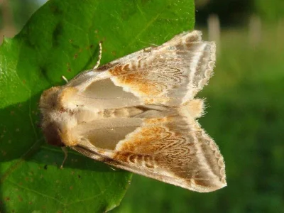 Habrosyne pyritoides