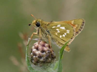 Hesperia comma