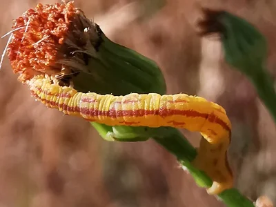 Eupithecia centaureata