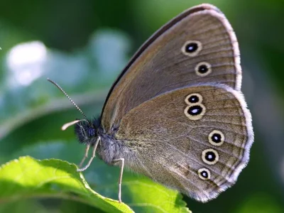 Aphantopus hyperantus