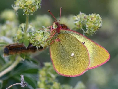 Colias palaeno