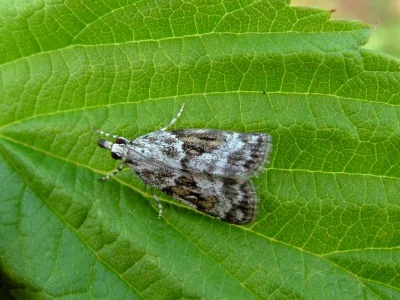 Scoparia pyralella