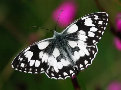 Melanargia (Melanargia) galathea