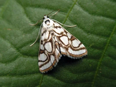 Nymphula nitidulata