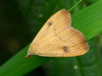 Rivula sericealis