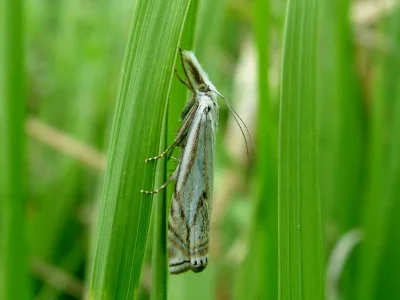 Crambus lathoniellus