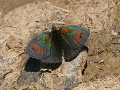 Erebia tyndarus