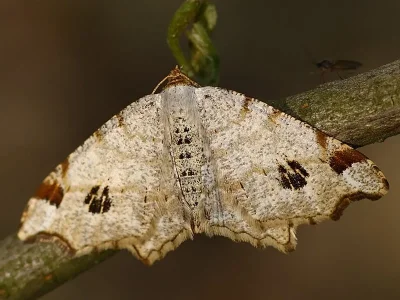 Macaria notata