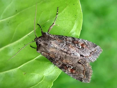 Polia (Polia) bombycina