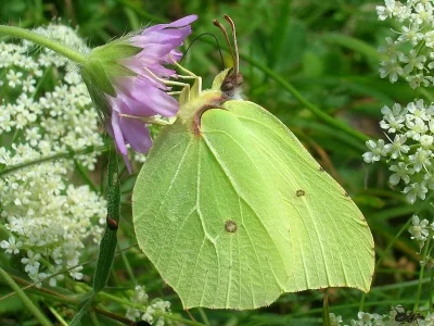 Gonepteryx rhamni