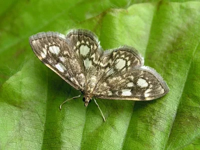 Anania coronata