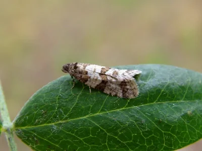 Isotrias rectifasciana