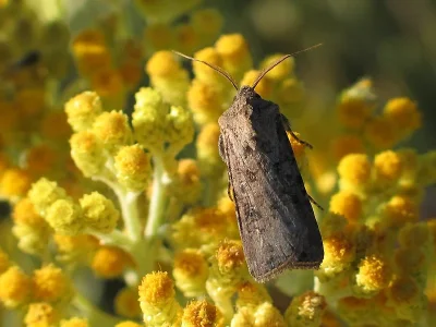 Agrotis (Agrotis) segetum
