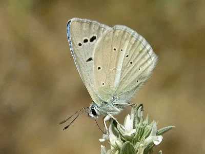 Polyommatus (Agrodiaetus) damocles