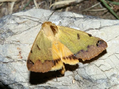 Ophiusa tirhaca
