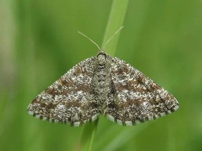Ematurga atomaria