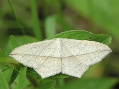 Timandra comae