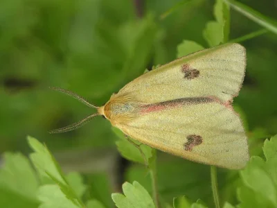 Diacrisia sannio