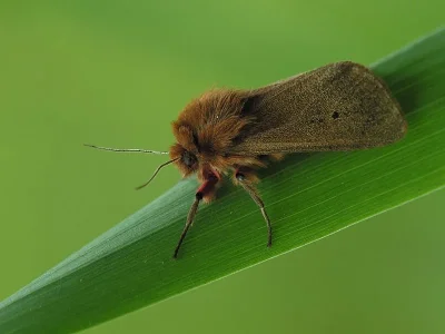 Phragmatobia fuliginosa
