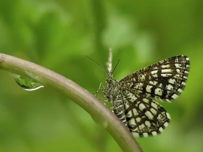 Chiasmia clathrata