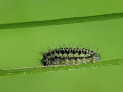 Zygaena (Zygaena) lonicerae