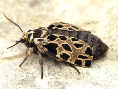 Ocnogyna parasita