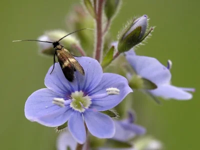 Cauchas fibulella