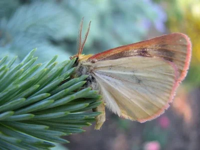 Diacrisia sannio