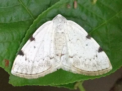 Lomographa bimaculata
