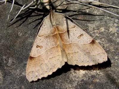 Minucia lunaris