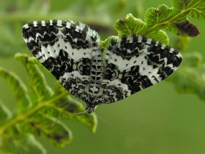 Epirrhoe tristata