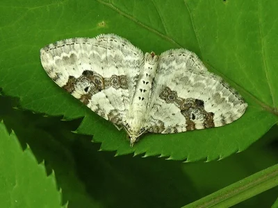 Xanthorhoe montanata