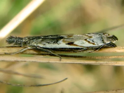 Platytes alpinella