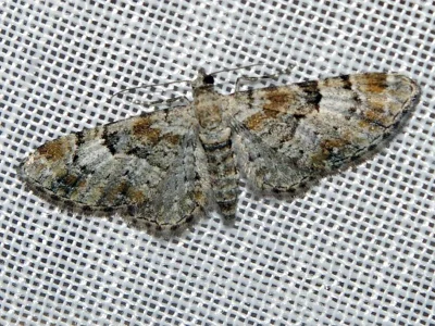 Eupithecia laquaearia